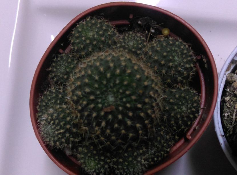  - Cactusi si suculente 2019