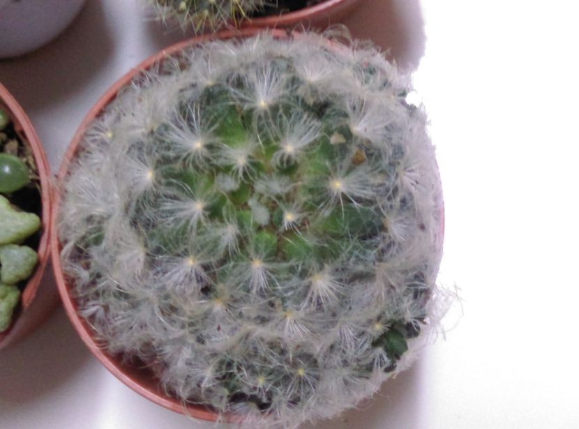  - Cactusi si suculente 2019