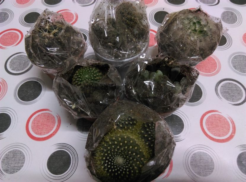  - Cactusi si suculente 2019