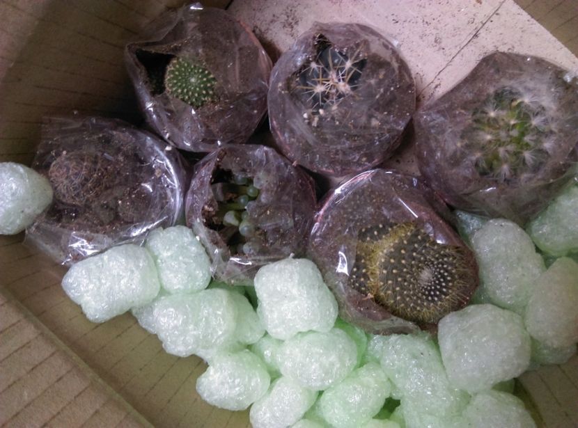 - Cactusi si suculente 2019