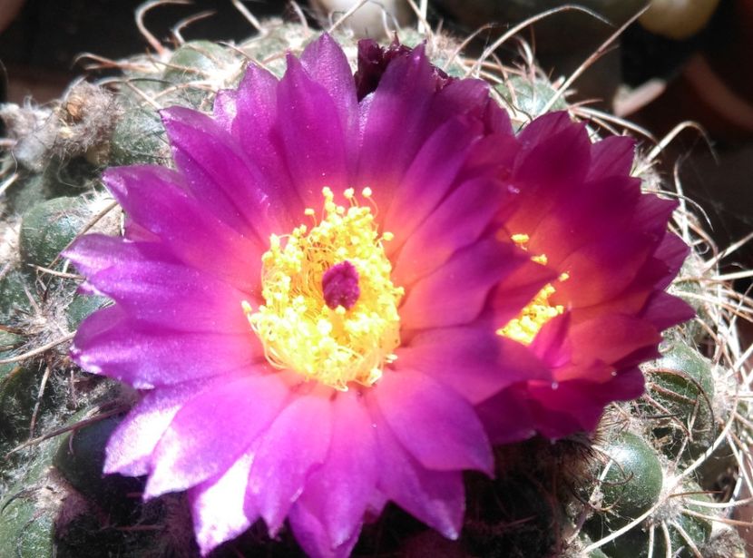  - Cactusi si suculente 2019