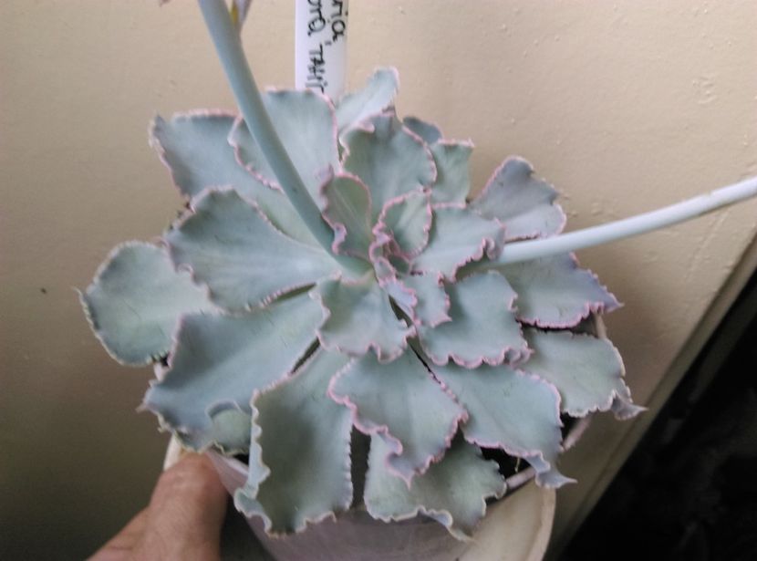  - Cactusi si suculente 2019