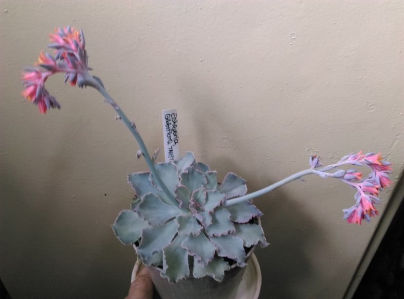  - Cactusi si suculente 2019
