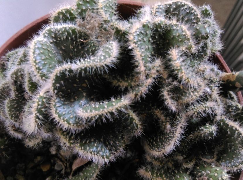  - Cactusi si suculente 2019