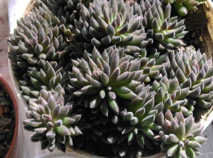  - Cactusi si suculente 2019