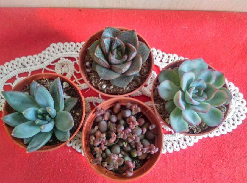  - Cactusi si suculente 2019