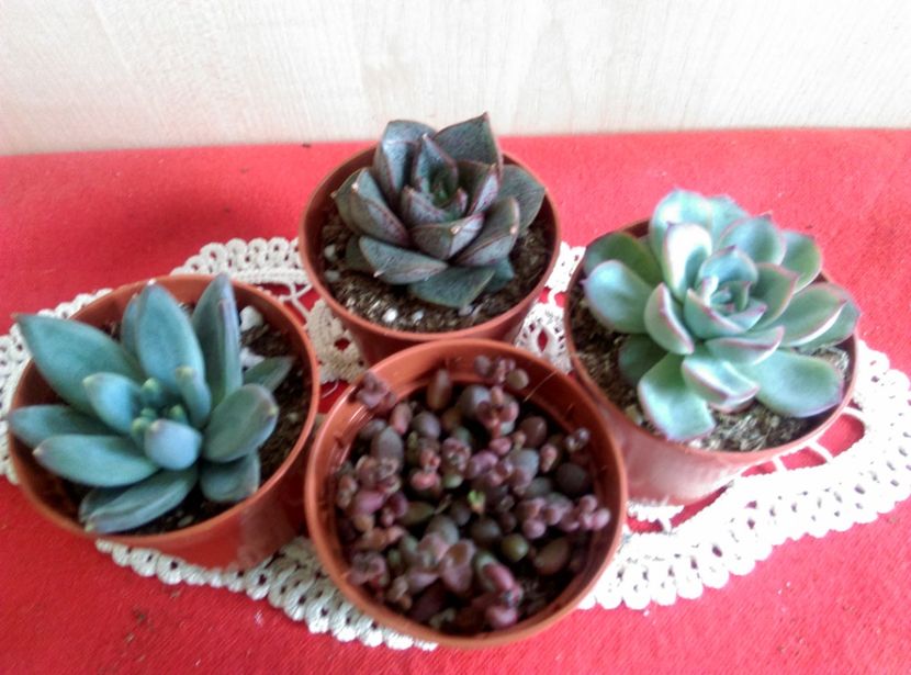  - Cactusi si suculente 2019