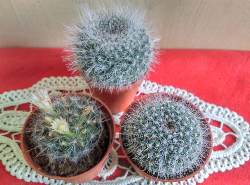  - Cactusi si suculente 2019