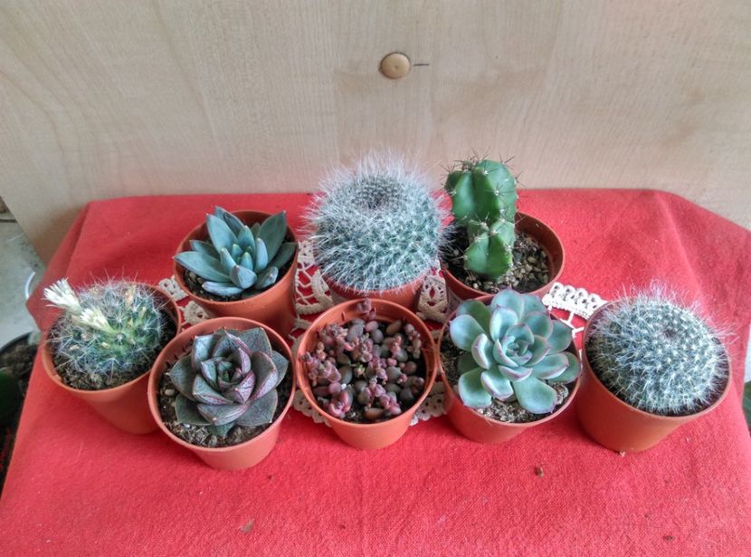  - Cactusi si suculente 2019
