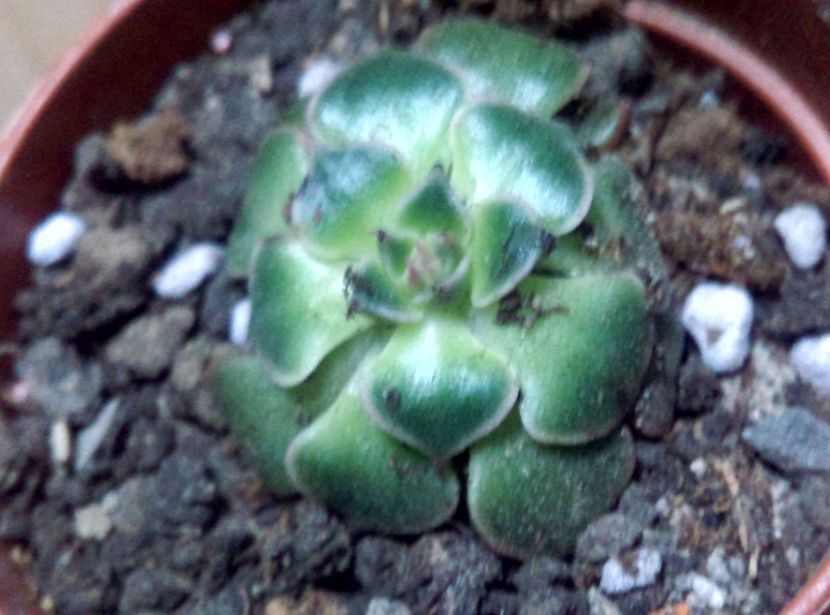  - Cactusi si suculente 2019