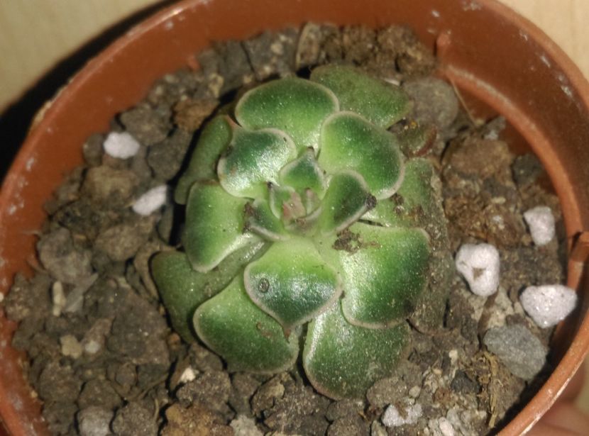  - Cactusi si suculente 2019