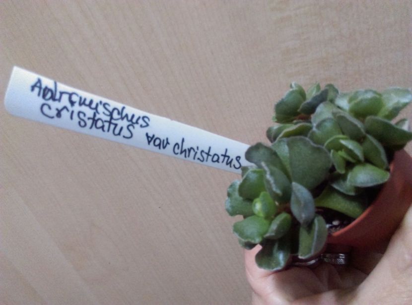  - Cactusi si suculente 2019