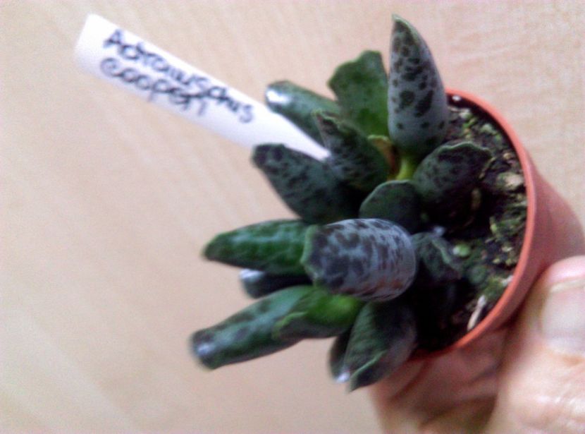  - Cactusi si suculente 2019