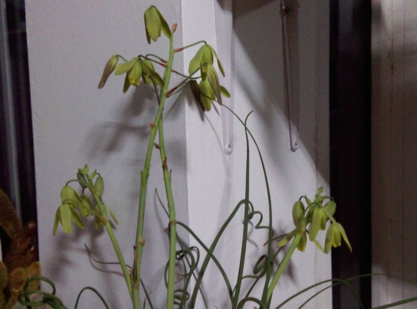  - Cactusi si suculente 2019