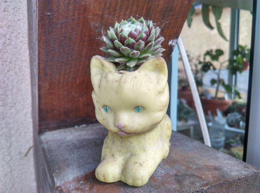  - Cactusi si suculente 2019