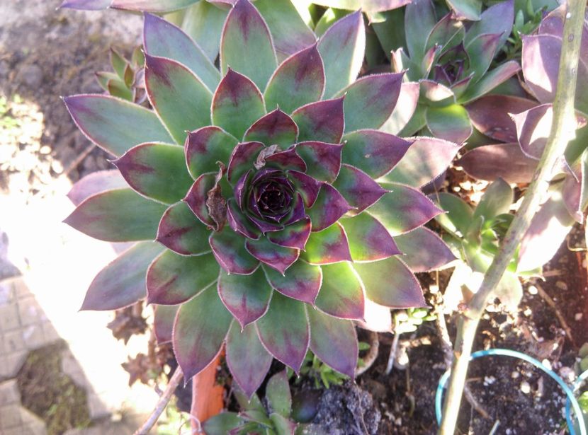  - Cactusi si suculente 2019