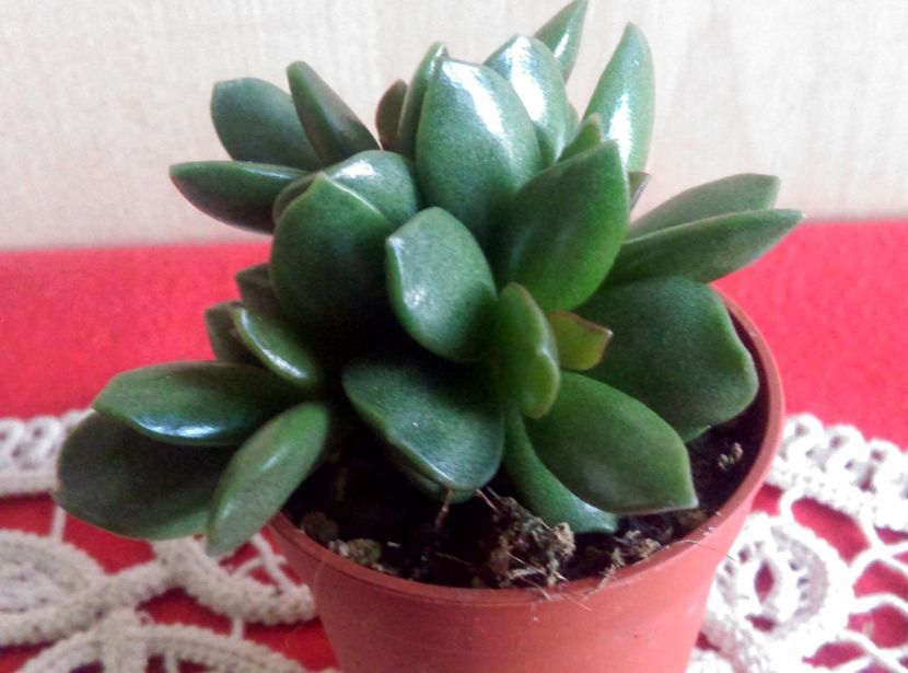  - Cactusi si suculente 2019