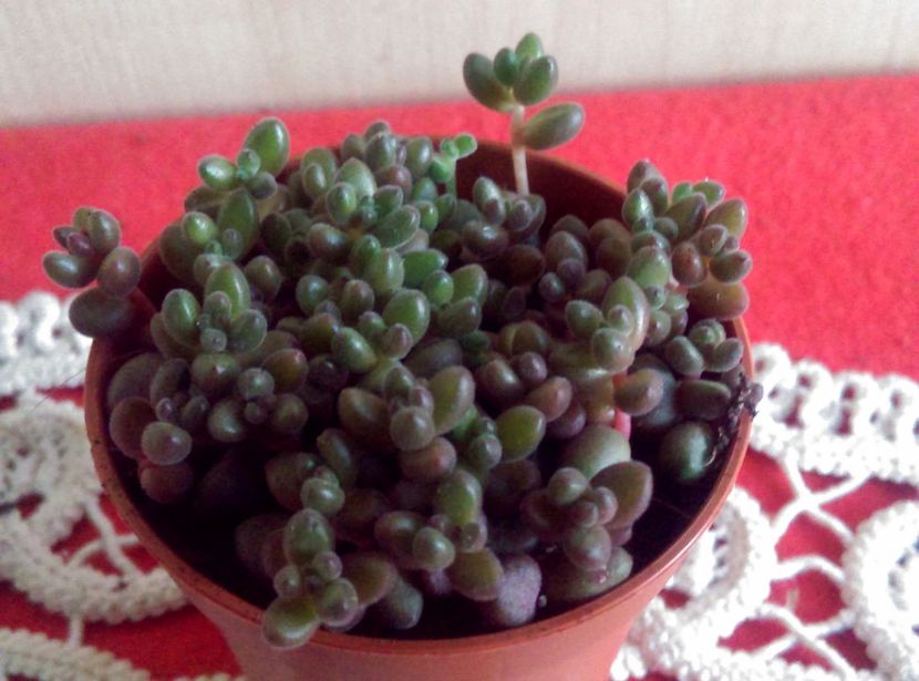  - Cactusi si suculente 2019
