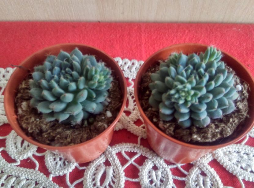  - Cactusi si suculente 2019