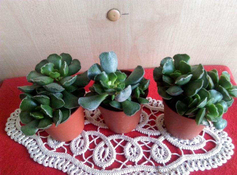  - Cactusi si suculente 2019