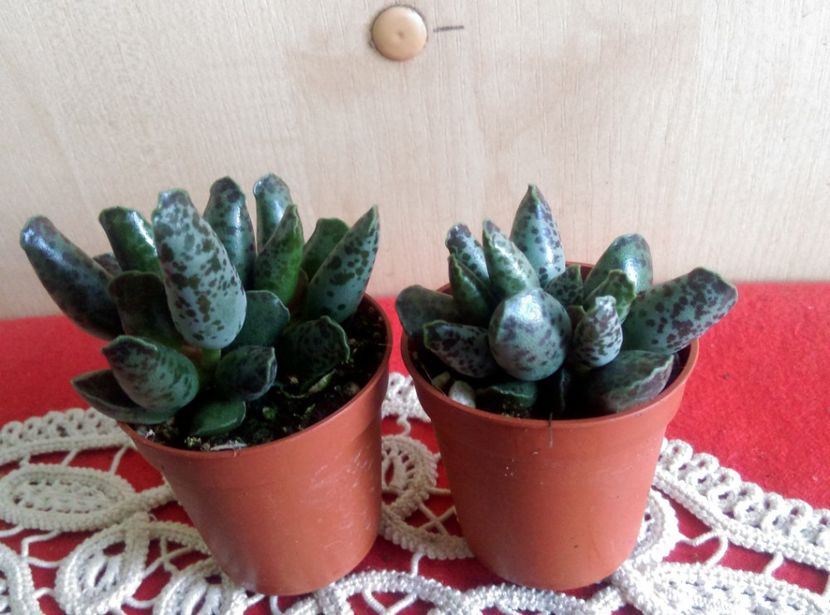  - Cactusi si suculente 2019
