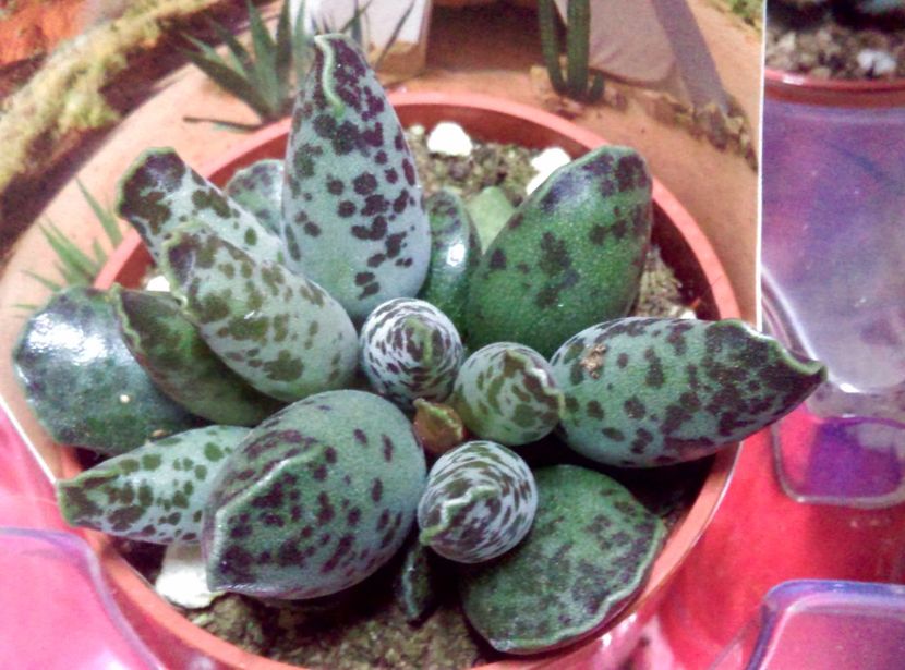  - Cactusi si suculente 2019