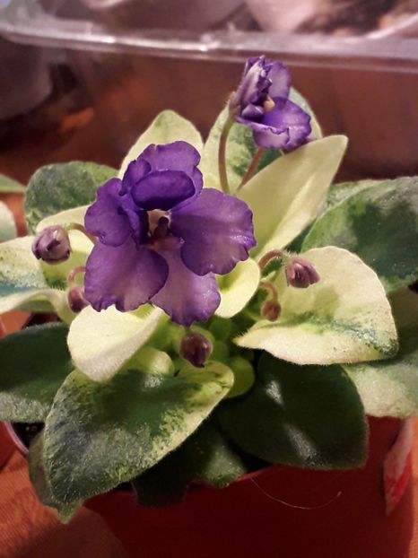  - VIOLETE IN COLECTIEpoze net----