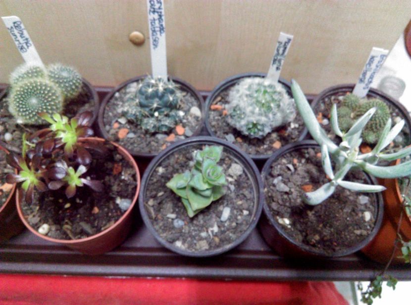  - Cactusi si suculente 2019