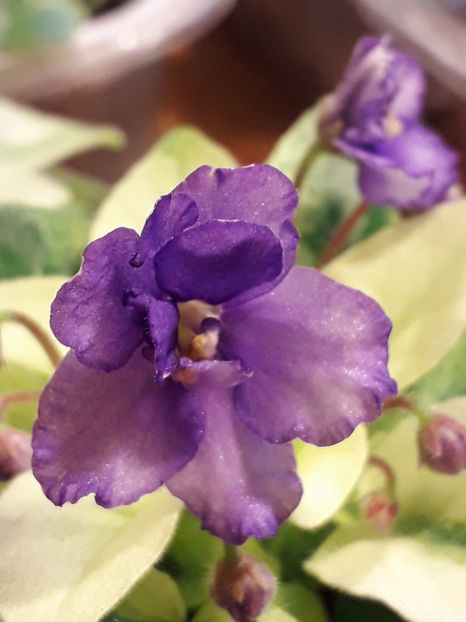  - VIOLETE IN COLECTIEpoze net----