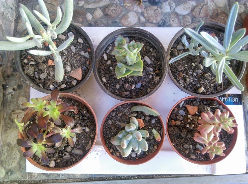  - Cactusi si suculente 2019