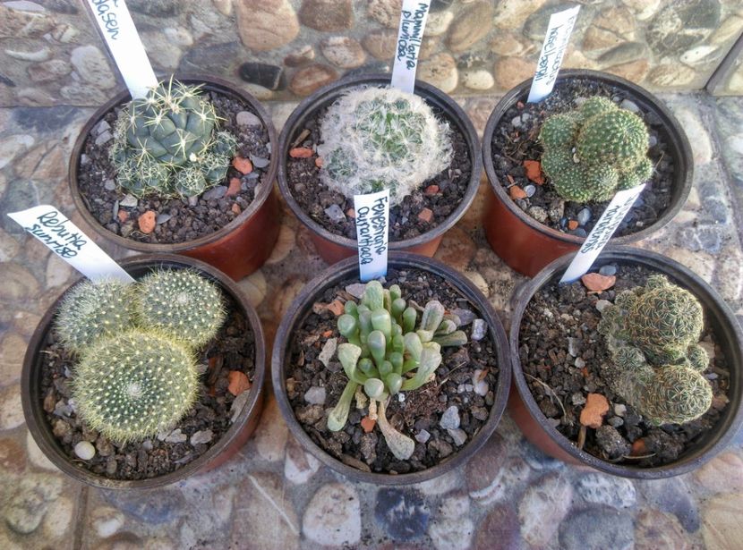  - Cactusi si suculente 2019