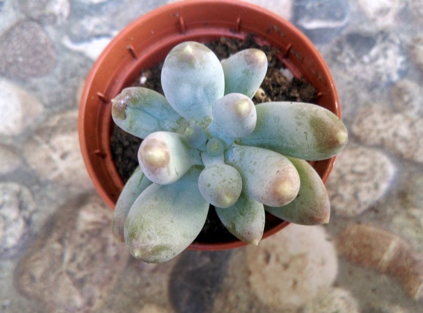  - Cactusi si suculente 2019