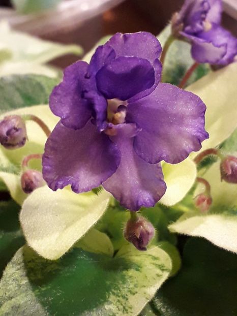  - VIOLETE IN COLECTIEpoze net----