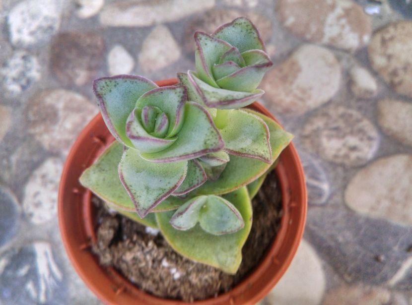  - Cactusi si suculente 2019