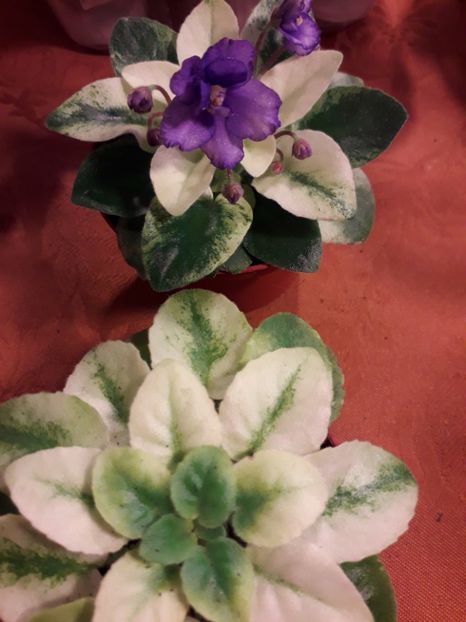  - VIOLETE IN COLECTIEpoze net----