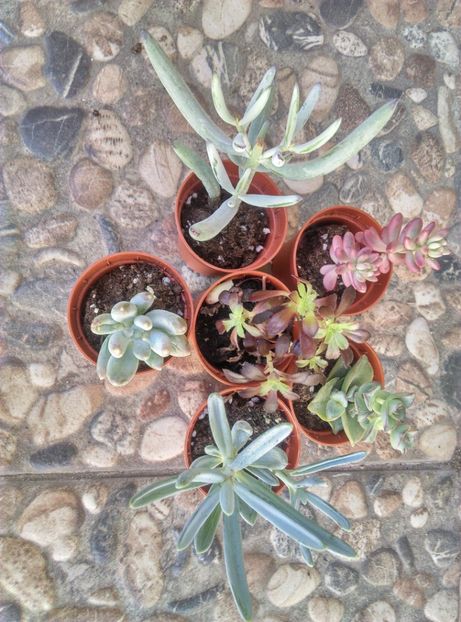  - Cactusi si suculente 2019