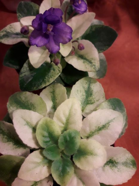  - VIOLETE IN COLECTIEpoze net----