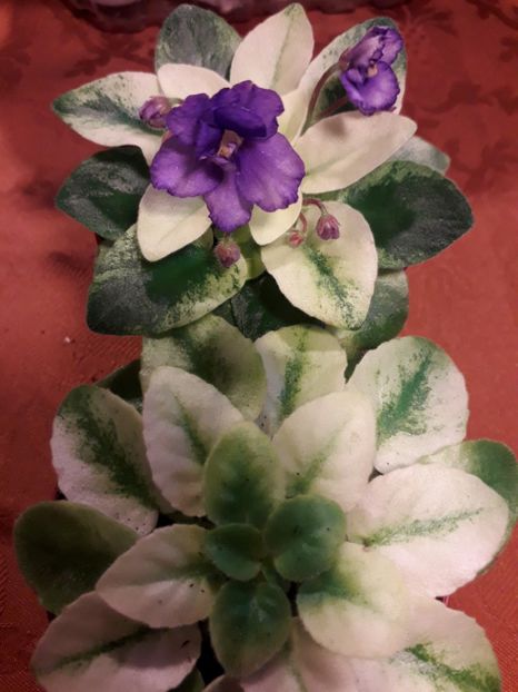  - VIOLETE IN COLECTIEpoze net----