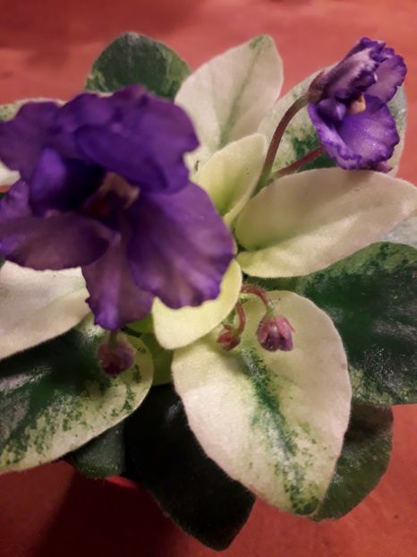  - VIOLETE IN COLECTIEpoze net----