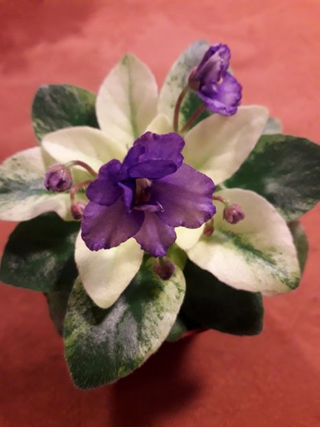 - VIOLETE IN COLECTIEpoze net----
