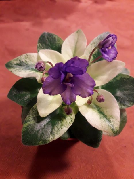  - VIOLETE IN COLECTIEpoze net----