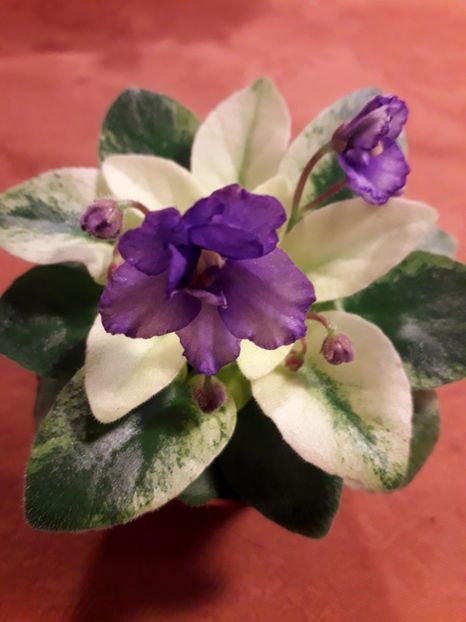  - VIOLETE IN COLECTIEpoze net----