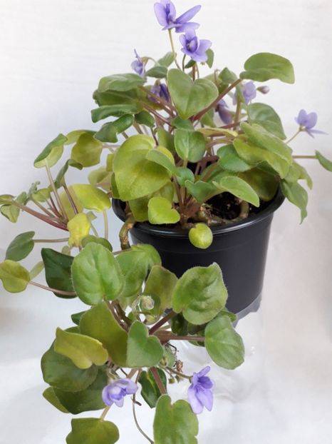  - VIOLETE IN COLECTIEpoze net----