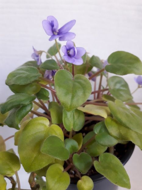  - VIOLETE IN COLECTIEpoze net----