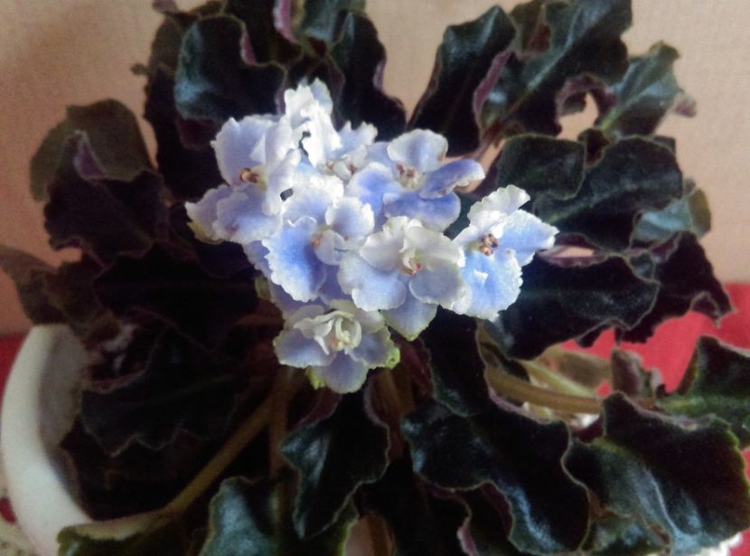  - Boo Man de la Mihaela E