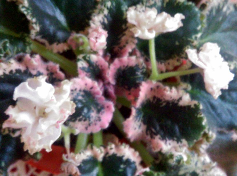  - Ian Kapriz de la Bogdan