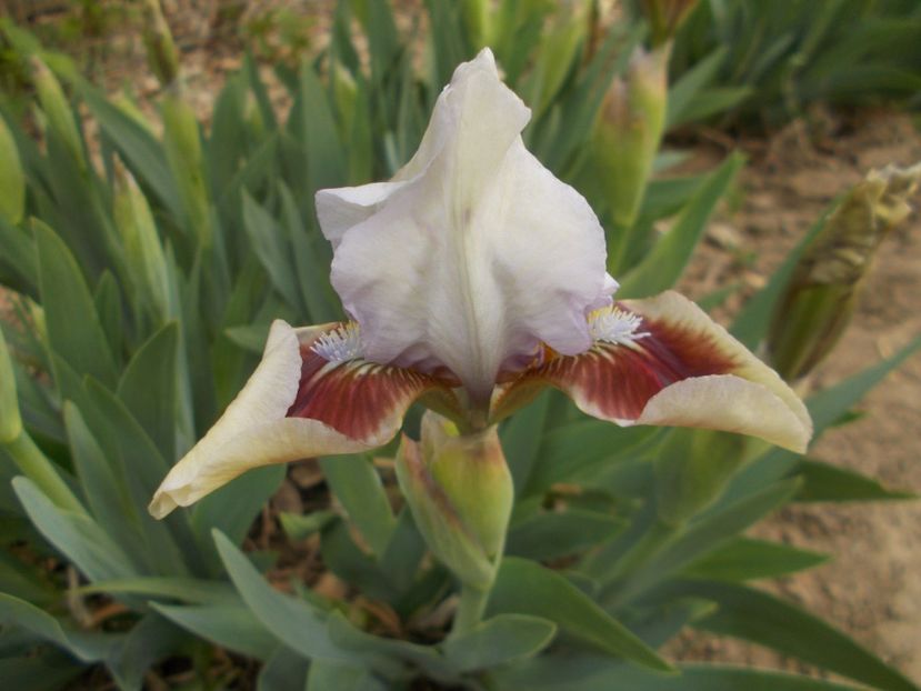  - Irisi -2019 Pumila si Barbata Nana