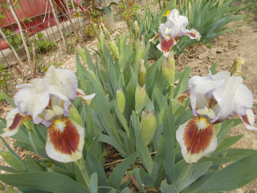  - Irisi -2019 Pumila si Barbata Nana