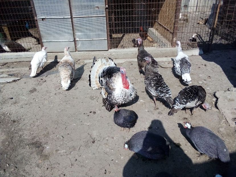  - Matca de curci 2019