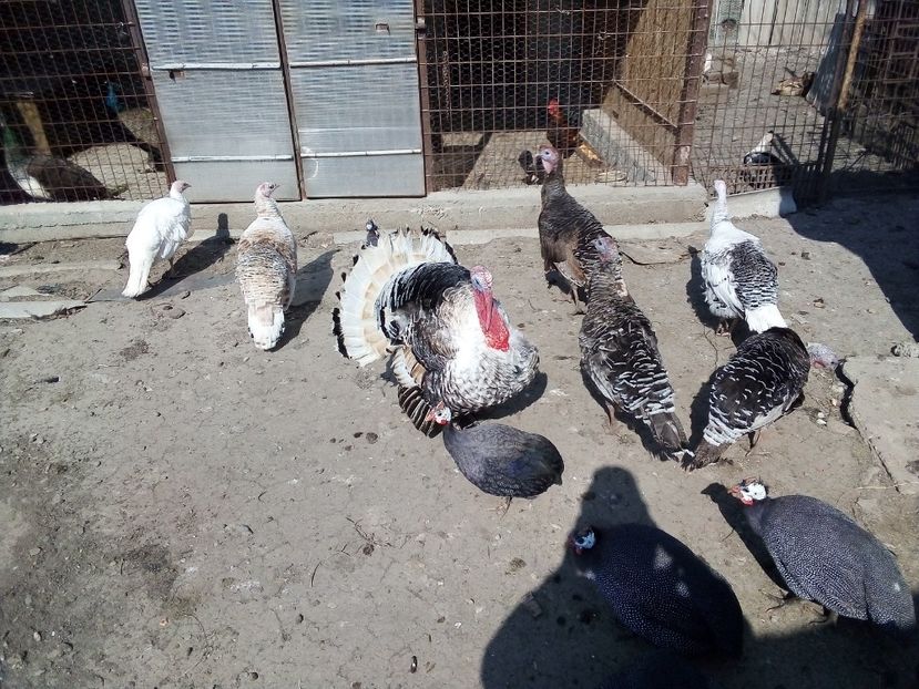  - Matca de curci 2019